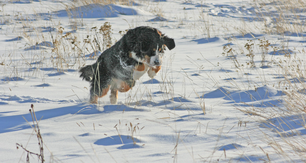 Bernese Ashley
